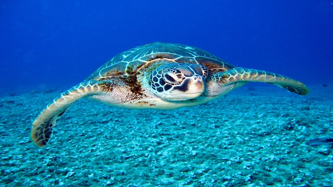 Sea Turtle Walks - SouthFloridaFamilyLife.com - Broward, Miami-Dade ...