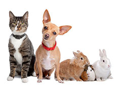 Family Favorites Winners - Pets