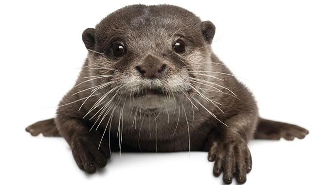 An ‘Otterly’ Fascinating Encounter