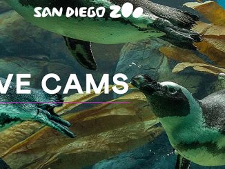 San Diego Zoo Cams