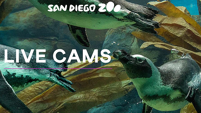 San Diego Zoo Cams