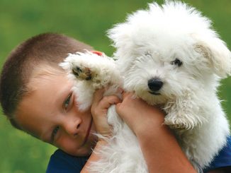 Should you get a pandemic pup?