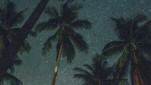Surrounded by the Stars in South Florida