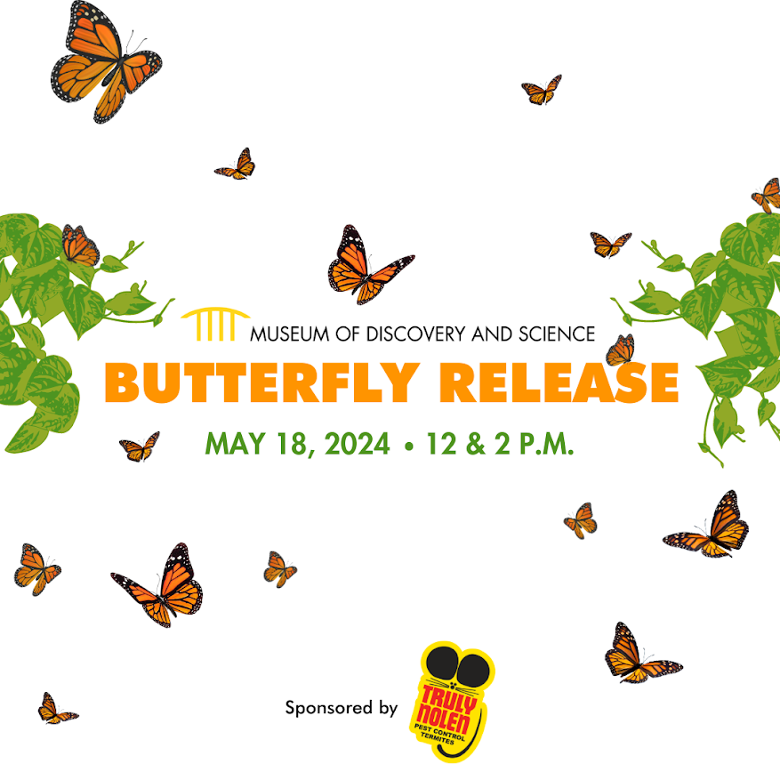 Museum of Discovery and Science’s Butterfly Release