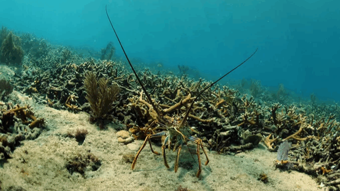 Spiny Lobster_10771979_WEB.jpg